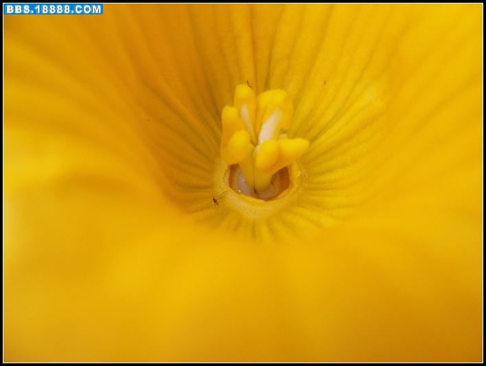 南瓜开花8.jpg