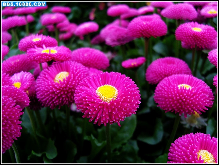 小菊花1.jpg