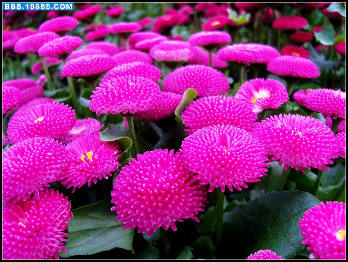 小菊花5.jpg