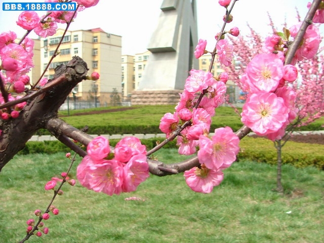 樱桃花2.jpg