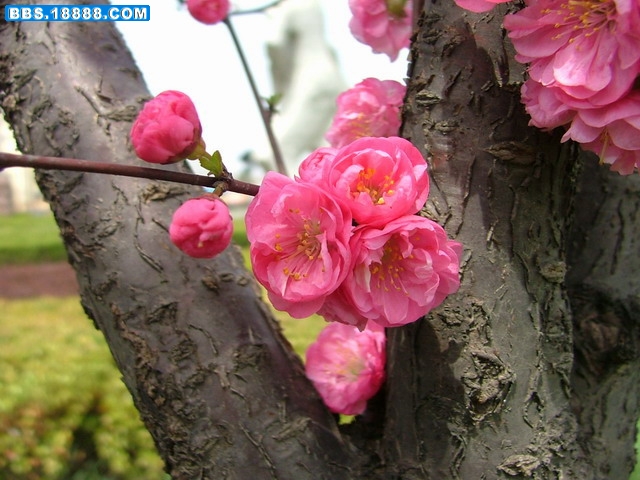 樱桃花6.jpg