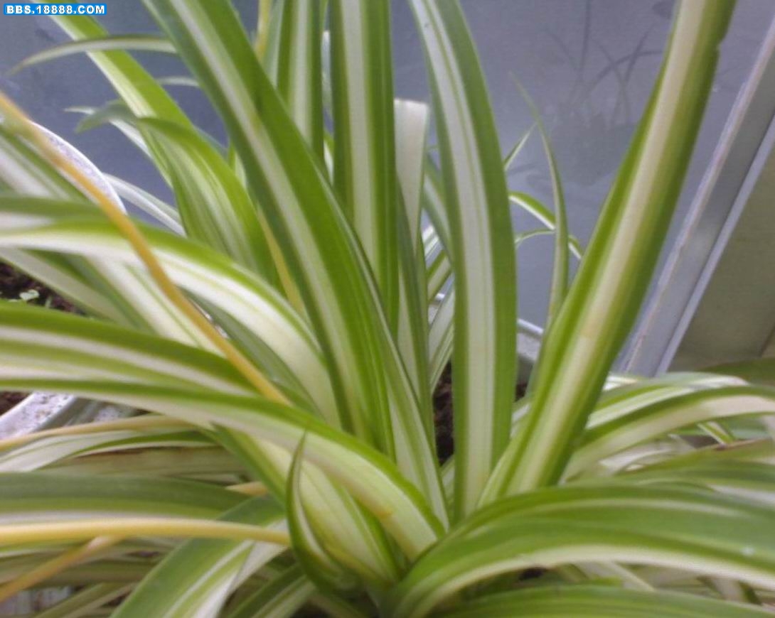 20090509205.jpg