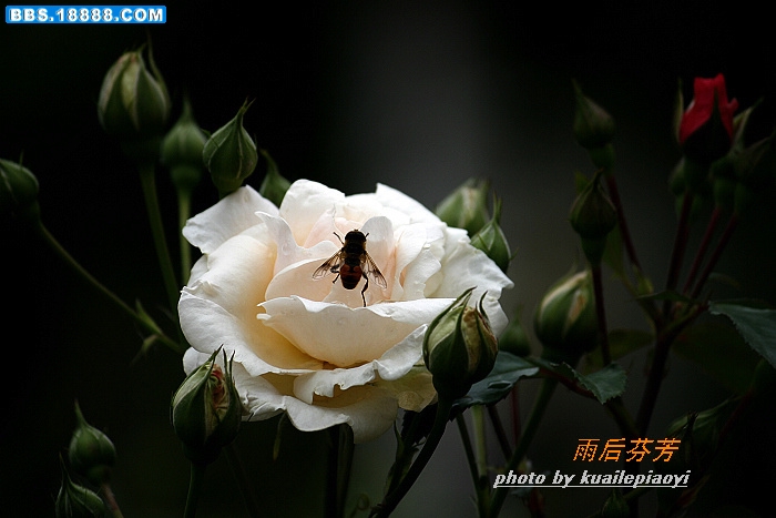 月季花 063.jpg
