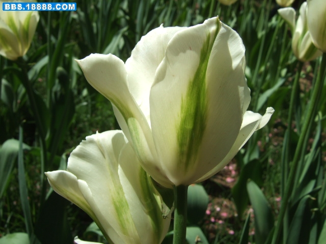 DSCF2371.JPG