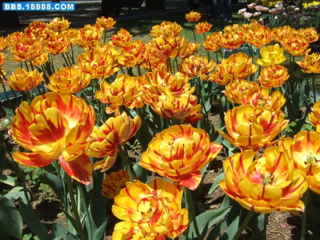 DSCF2685.JPG