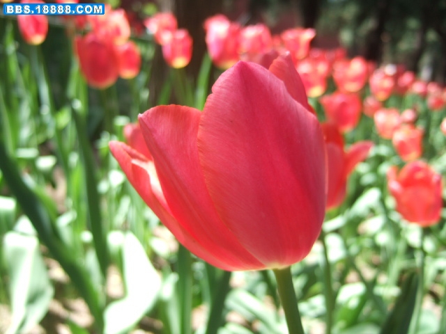 DSCF2446.JPG