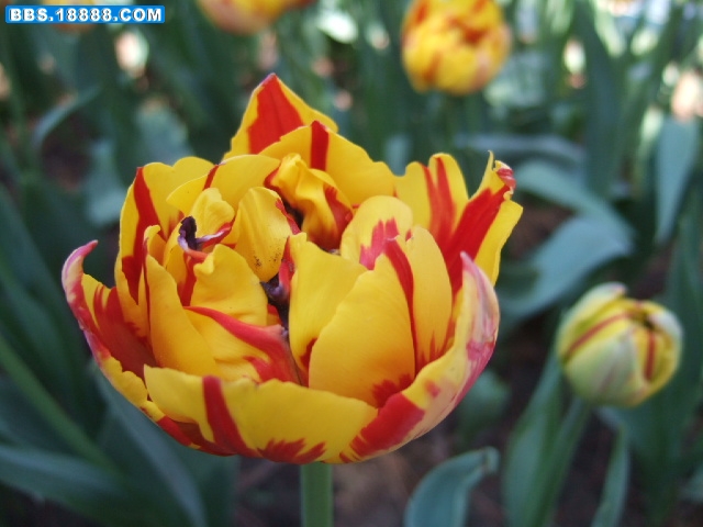 DSCF2660.JPG