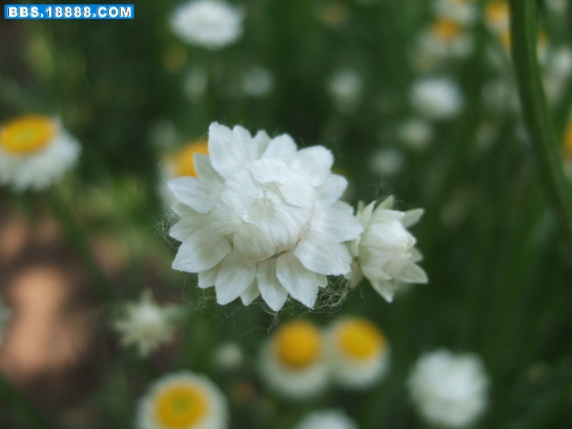银苞菊 (3).JPG