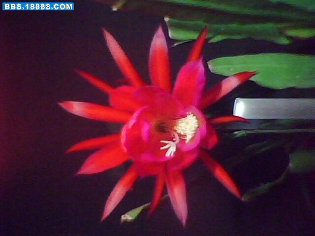 IMG0052A.jpg