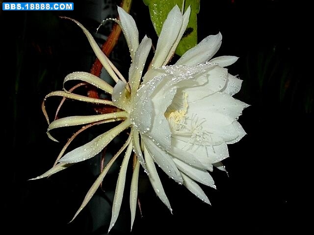 昙花一现 .jpg