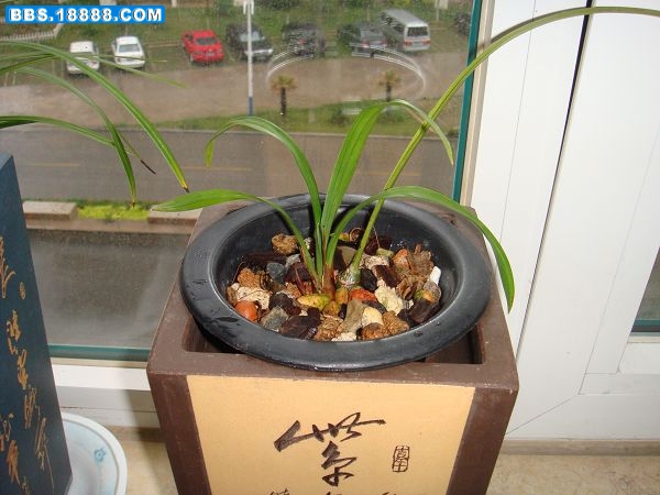 泸洲荷仙芽4.JPG