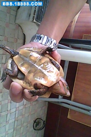 IMG0029A.jpg