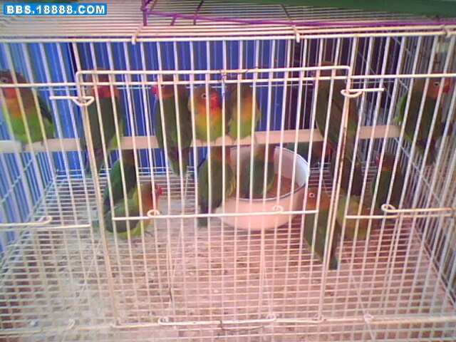 IMG0724A.jpg