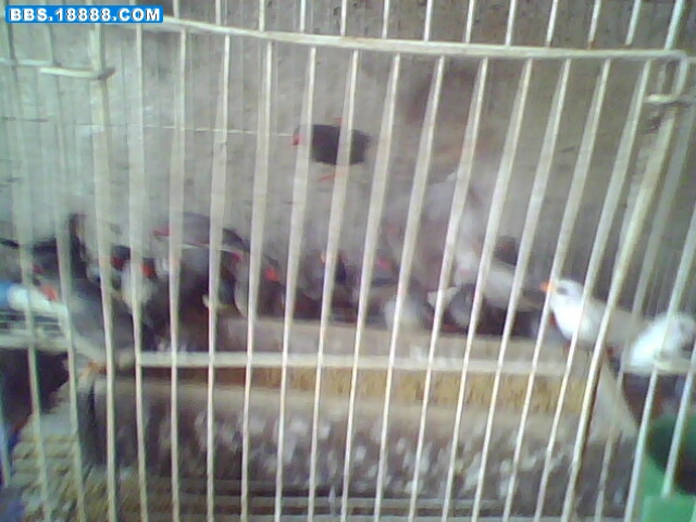 IMG0760A.jpg