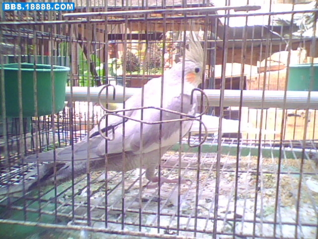 IMG0735A.jpg