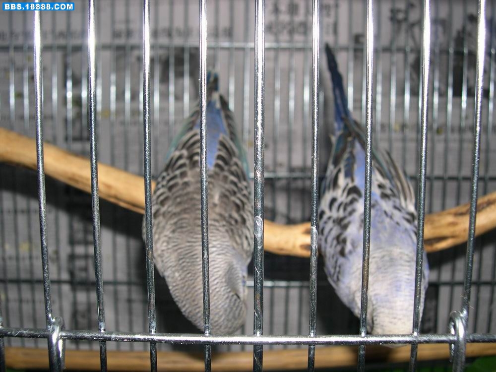 调整大小 DSCN1414.JPG