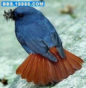 252_91967_cdc9335d76acc19.jpg