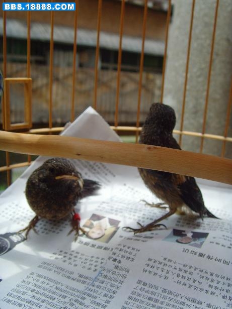 09小黑白2-4.JPG