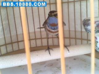 IMG0337A.jpg