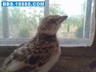 IMG0207A.jpg