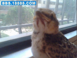 IMG0211A.jpg