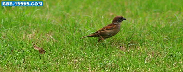 IMG_1285.JPG