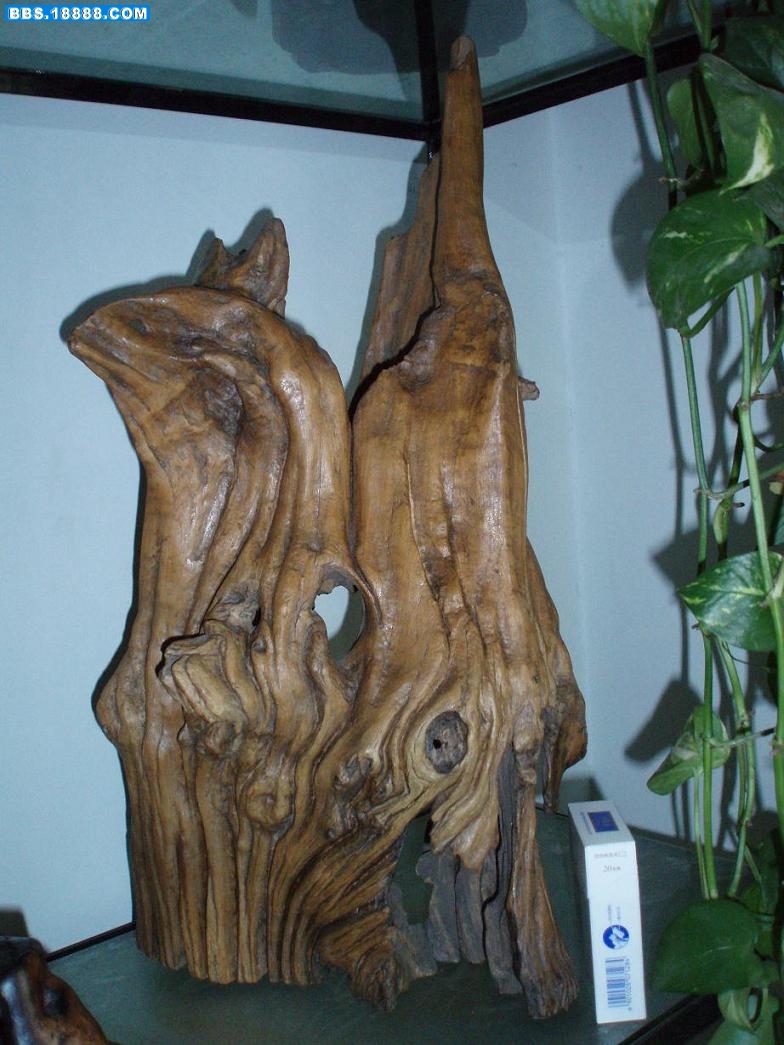 P1010016.JPG