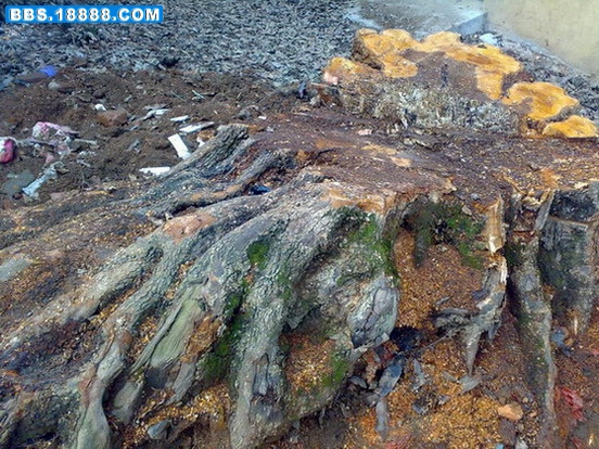 20090529070.jpg