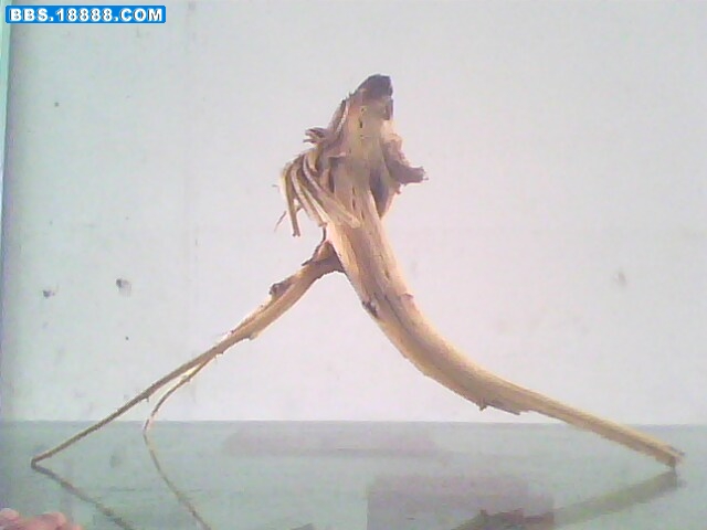 IMG0484A.jpg