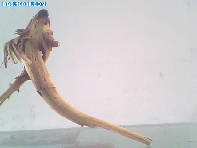 IMG0486A.jpg