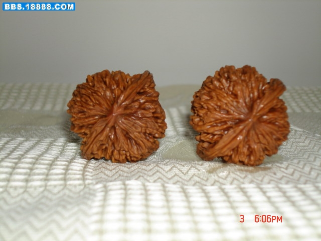 新抓的一对核桃-5.JPG