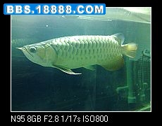 nEO_IMG_20081220043.jpg
