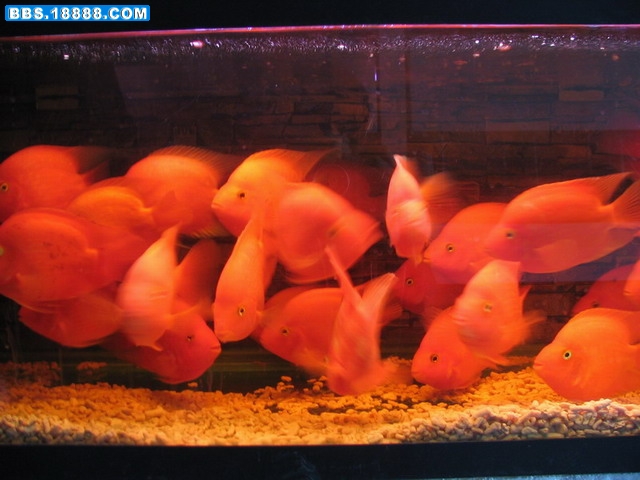 鹦鹉1.jpg