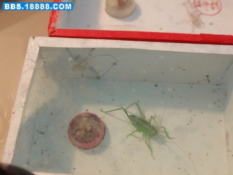 5；5；蜕皮1.JPG
