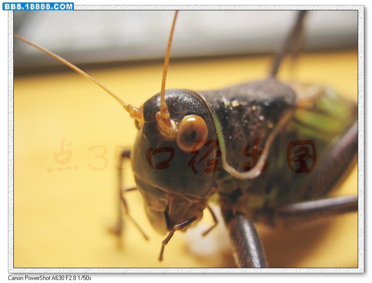 nEO_IMG_照片 006.jpg