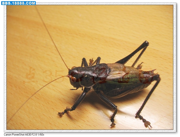nEO_IMG_照片 004.jpg