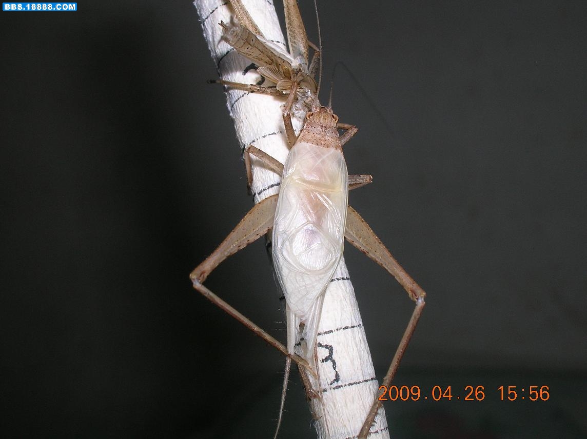 DSCN4261.JPG
