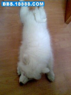 IMG0006A.jpg