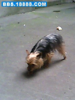 IMG0017A.jpg