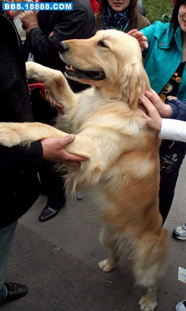 名犬5.jpg