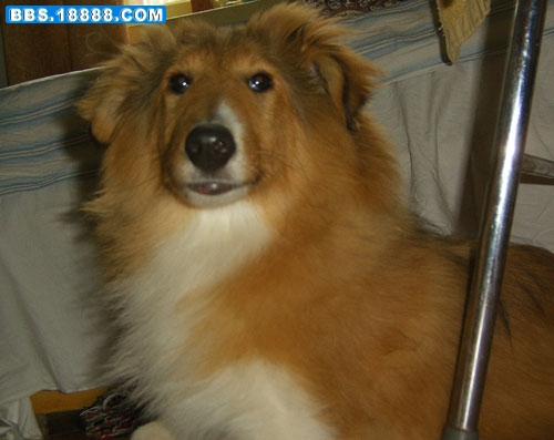 苏格兰牧羊犬7.jpg