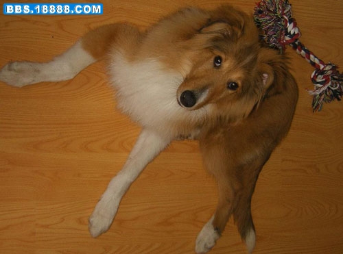 苏格兰牧羊犬3.jpg