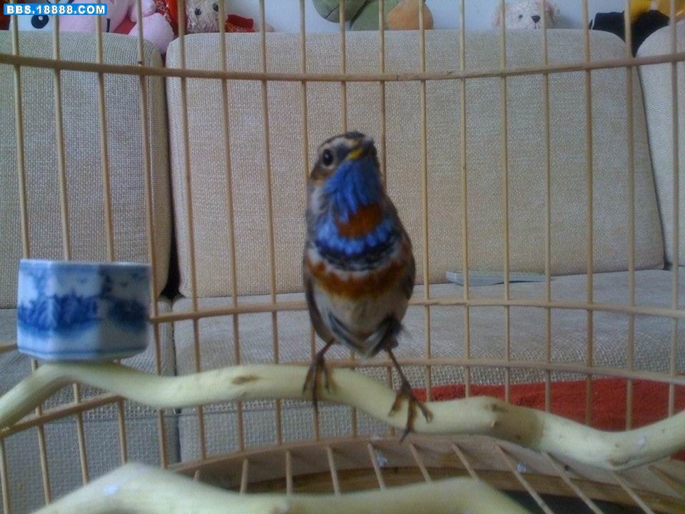 春蓝2.jpg