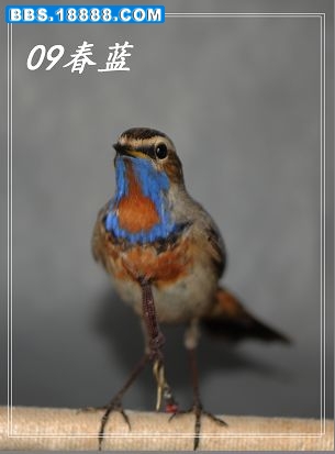 09春蓝2.jpg