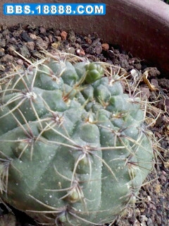 IMG0506A.jpg