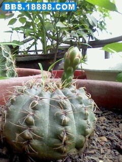 IMG0569A.jpg
