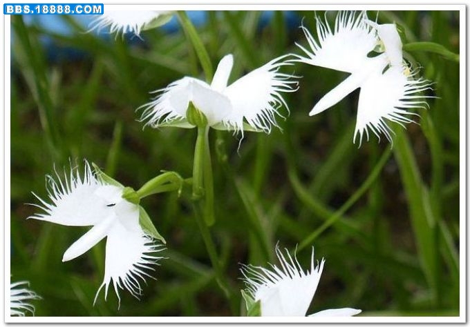 白鹭花(鹭兰）.jpg