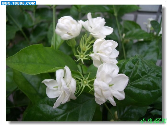DSCF2745.jpg