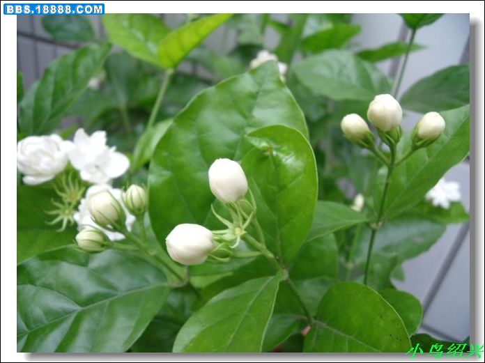 DSCF2751.jpg