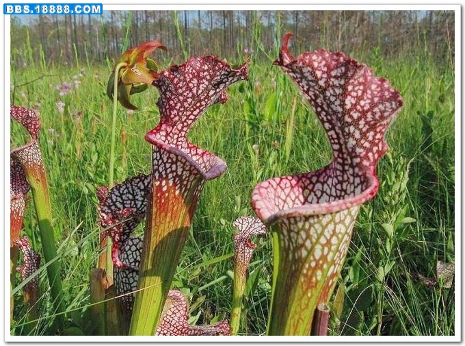 瓶子草.jpg